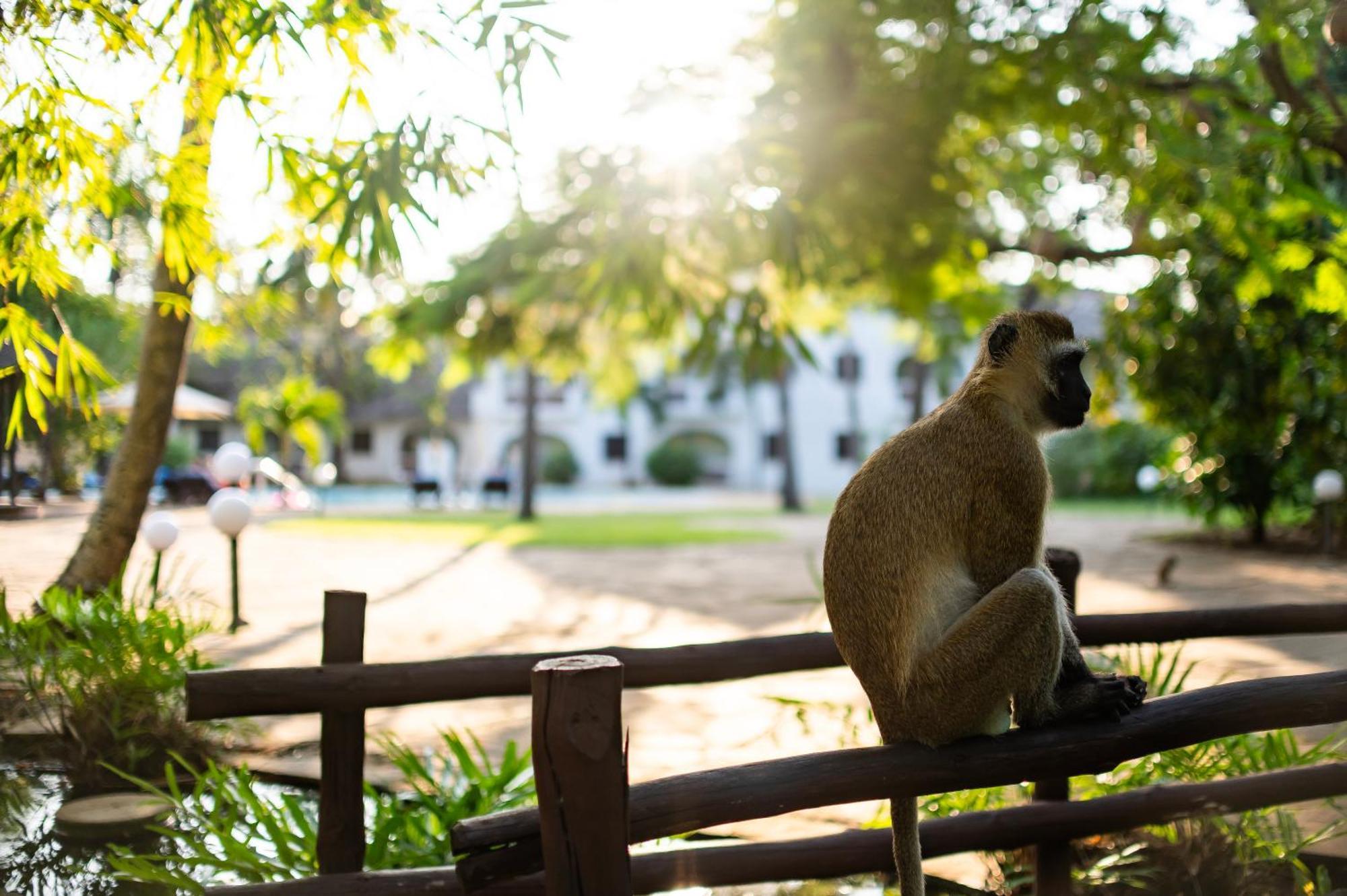 Diamonds Leisure Beach & Golf Resort Diani Beach Exterior photo A vervet monkey at the Johannesburg Zoo